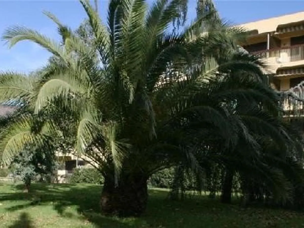 Studio Calme Avec Terrasse Et Parking Au Lavandou - 3 Couchages - Fr-1-251-31 Le Lavandou